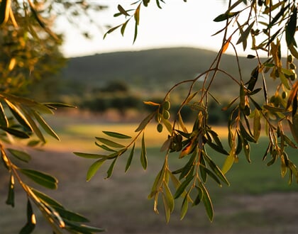 Riva Toscana Olivy
