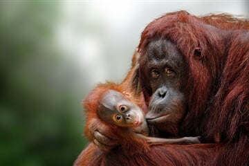 To nejlepší z Bornea + PŘÍRODNÍ REZERVACE ORANGUTANŮ + OSTROV MANTANANI