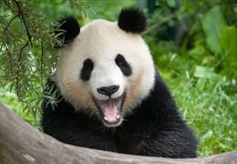 Vídeň - Za pandami do vídeňské ZOO a Dům moří