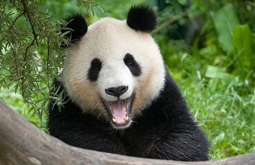 Vídeň - Za pandami do vídeňské ZOO a Dům moří