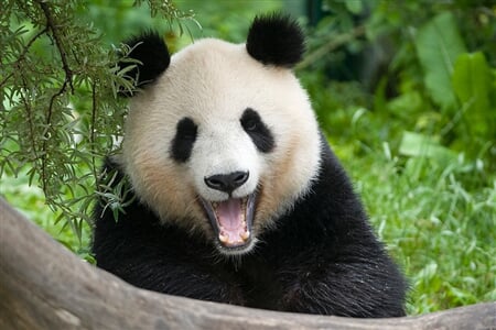 Vídeň - Za pandami do vídeňské ZOO a Dům moří