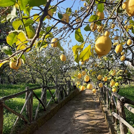 Amalfi: Vůně citronů a tradiční oběd na farmě