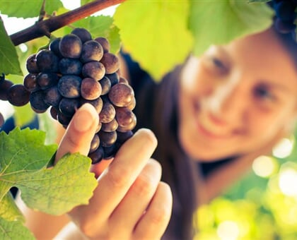 Brunello Wine Tour My Tour (5)