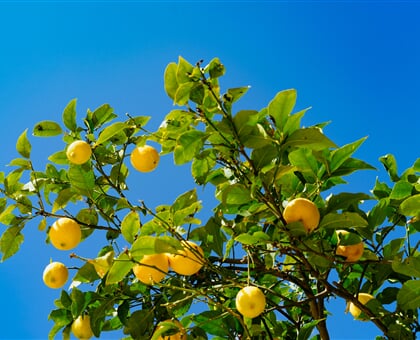 dan gold cUaXzFXVKkA unsplash