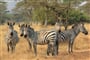Foto - To nejlepší z Ugandy + HORSKÉ GORILY A ŠIMPANZI + SAFARI V NÁRODNÍCH PARCÍCH