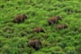 národní park Periyar - sloni