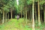 Foto - To nejlepší z ostrova Sao Miguel + TURISTIKA + OCHUTNÁVKA AZORSKÉHO ČAJE