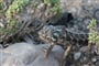 Foto - To nejlepší ze Sokotry + ENDEMICKÁ PŘÍRODA OSTROVA + TREK V POHOŘÍ SKAND