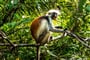 Foto - To nejlepší ze Zanzibaru + SAFARI V TANZANII + KOUPÁNÍ V INDICKÉM OCEÁNU