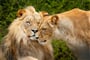 Po cestě náš vlak zastaví i na pravém africkém safari v NP Hwange (Zimbabwe)