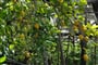 sorrento lemon tour nonna concettina 10