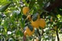sorrento lemon tour nonna concettina 15
