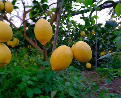 sorrento lemon tour nonna concettina 9