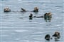 Foto - To nejlepší z Aljašky + DIVOKÁ FAUNA SEVERU + PLAVBA LEDOVCOVOU KRAJINOU