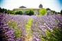 Foto - To nejkrásnější z Provence + MELOUNOVÝ FESTIVAL + CHÂTEAUNEUF-DU-PAPE