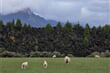 Novy Zeland_Fiordland_20251124_081321