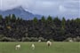 Novy Zeland_Fiordland_20251124_081321