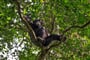 Foto - To nejlepší z Ugandy + HORSKÉ GORILY A ŠIMPANZI + SAFARI V NÁRODNÍCH PARCÍCH