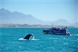 Novy Zeland_Kaikoura_shutterstock_1112748215