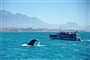 Novy Zeland_Kaikoura_shutterstock_1112748215