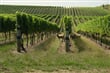Novy Zeland_Marlborough_shutterstock_1060607837