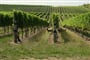 Novy Zeland_Marlborough_shutterstock_1060607837