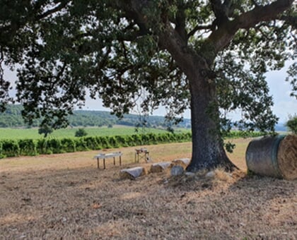 in vigna