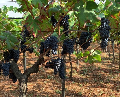 vigna 01 