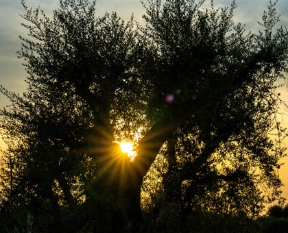 aron marinelli bCz1pBFoy3w unsplash