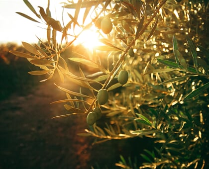 flor saurina xWijL2q3xAM unsplash