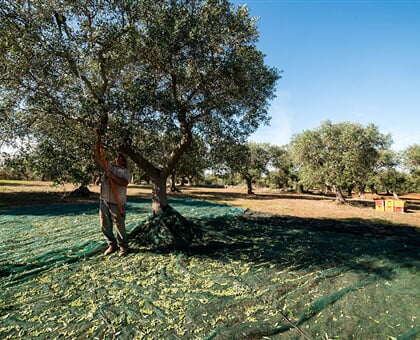 Oil and thousand year old olive trees (1)