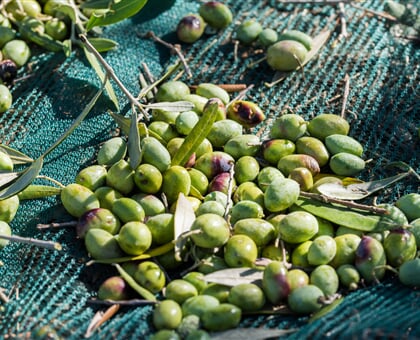 Oil and thousand year old olive trees (2)