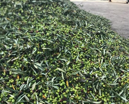 Oil and thousand year old olive trees (3)