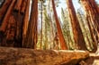 USA - Sequoia