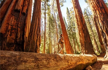 USA - Yosemite, Sequoia a Kings Canyon - proslulé národní parky Kalifornie