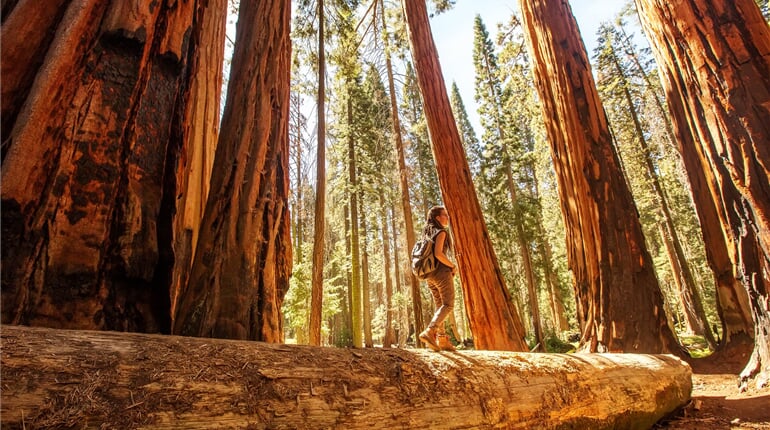 USA - Sequoia