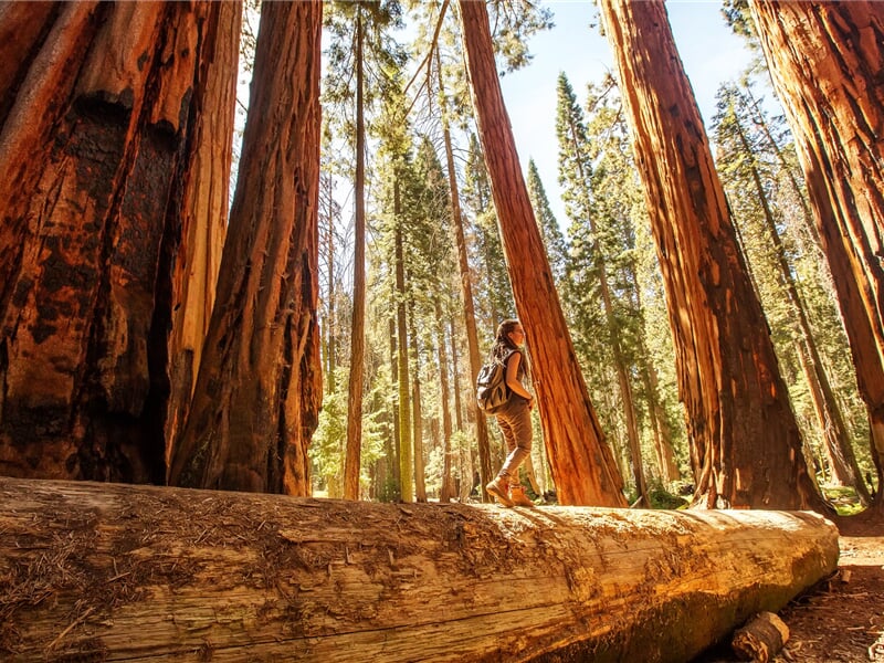 USA - Yosemite, Sequoia a Kings Canyon - proslulé národní parky Kalifornie