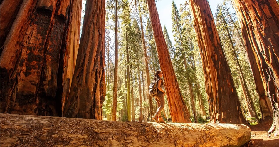 USA - Sequoia