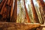 USA - Sequoia
