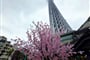 Tokyo (3)