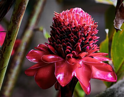 Dominica (4)