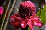 Dominica (4)