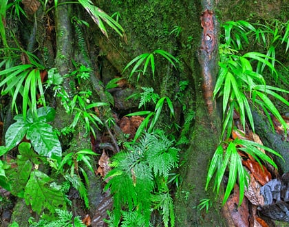 Dominica (2)