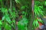 Dominica (2)
