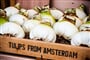 Foto - Velikonoční Amsterdam + KVĚTINOVÁ ZAHRADA KEUKENHOF + SLAVNÁ MUZEA