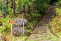 Foto - To nejlepší z ostrova Sao Miguel + TURISTIKA + OCHUTNÁVKA AZORSKÉHO ČAJE