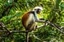 Foto - To nejlepší ze Zanzibaru + SAFARI V TANZANII + KOUPÁNÍ V INDICKÉM OCEÁNU