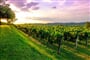 Foto - To nejlepší ze Slovinska + VINAŘSKÁ OBLAST VIPAVA + MOŘE