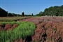 ostrov helgoland foto 58