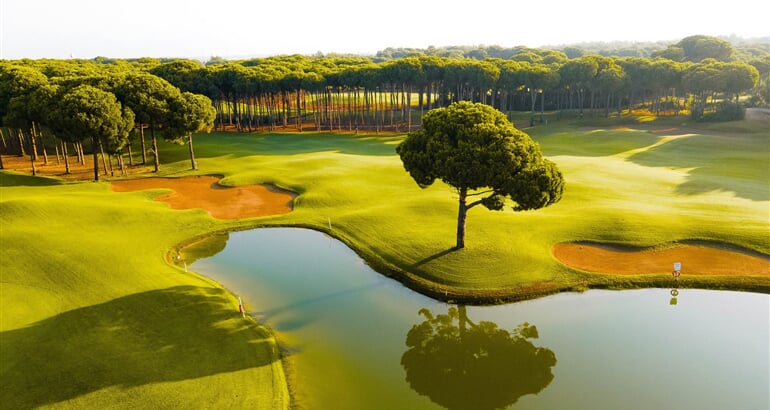 Borovice Sueno Golf